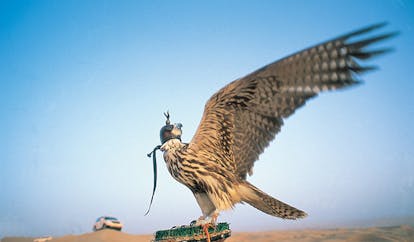 Al Maha Desert Resort and Spa Dubai falconry close up shot of a falcon
