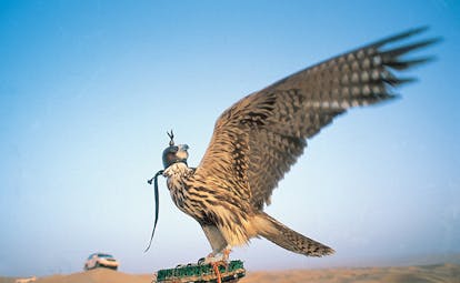 Al Maha Desert Resort and Spa Dubai falconry close up shot of a falcon