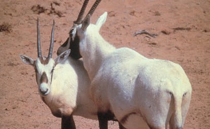 Al Maha Desert Resort and Spa Dubai two oryxes in the desert