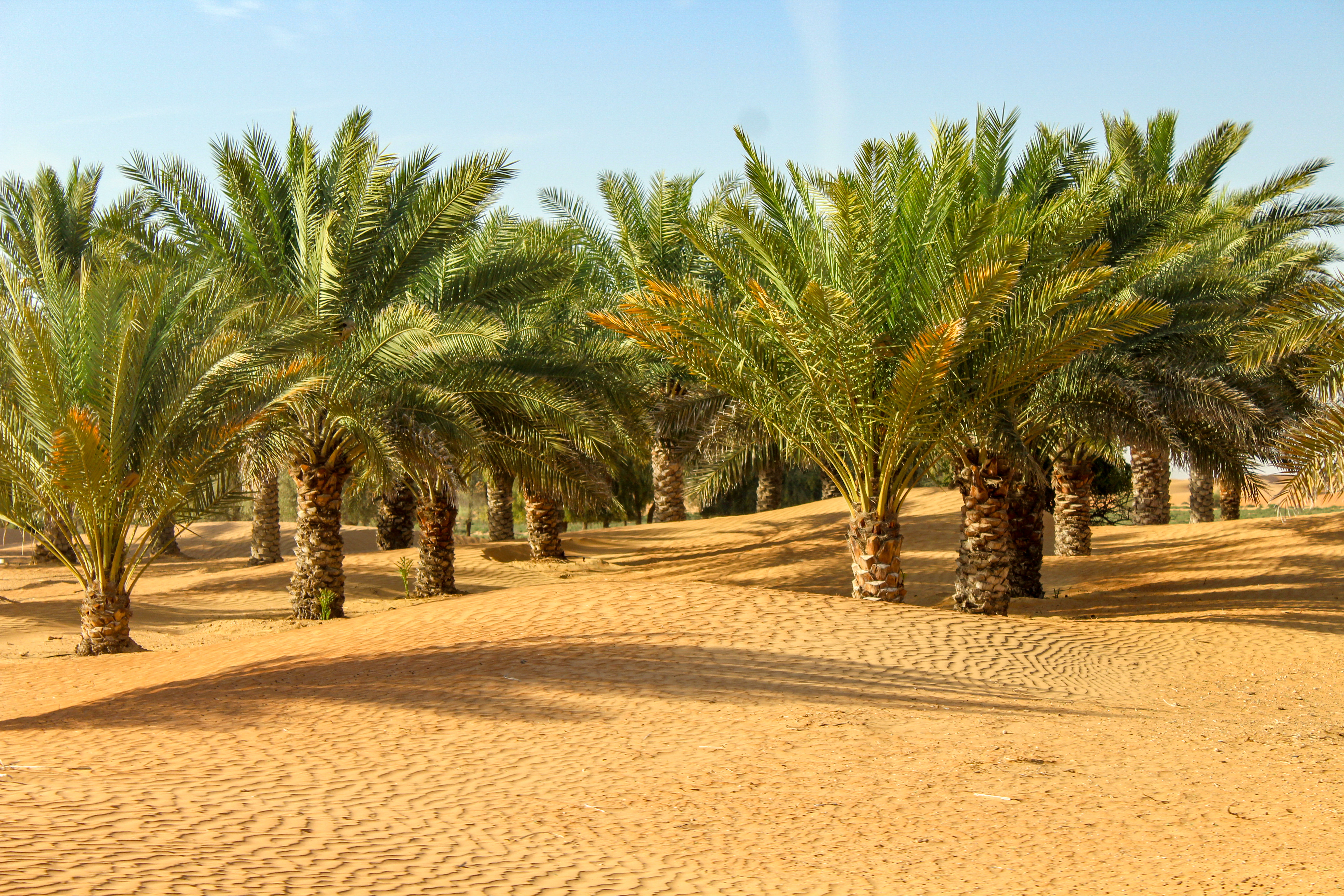 Oasis of palm trees in desert in Dubai