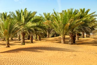 Oasis of palm trees in desert in Dubai