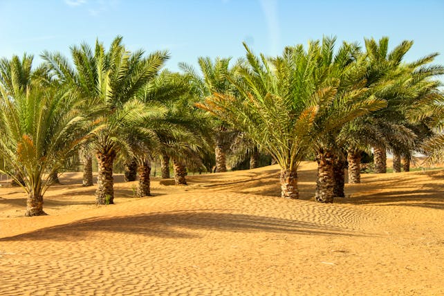 Oasis of palm trees in desert in Dubai