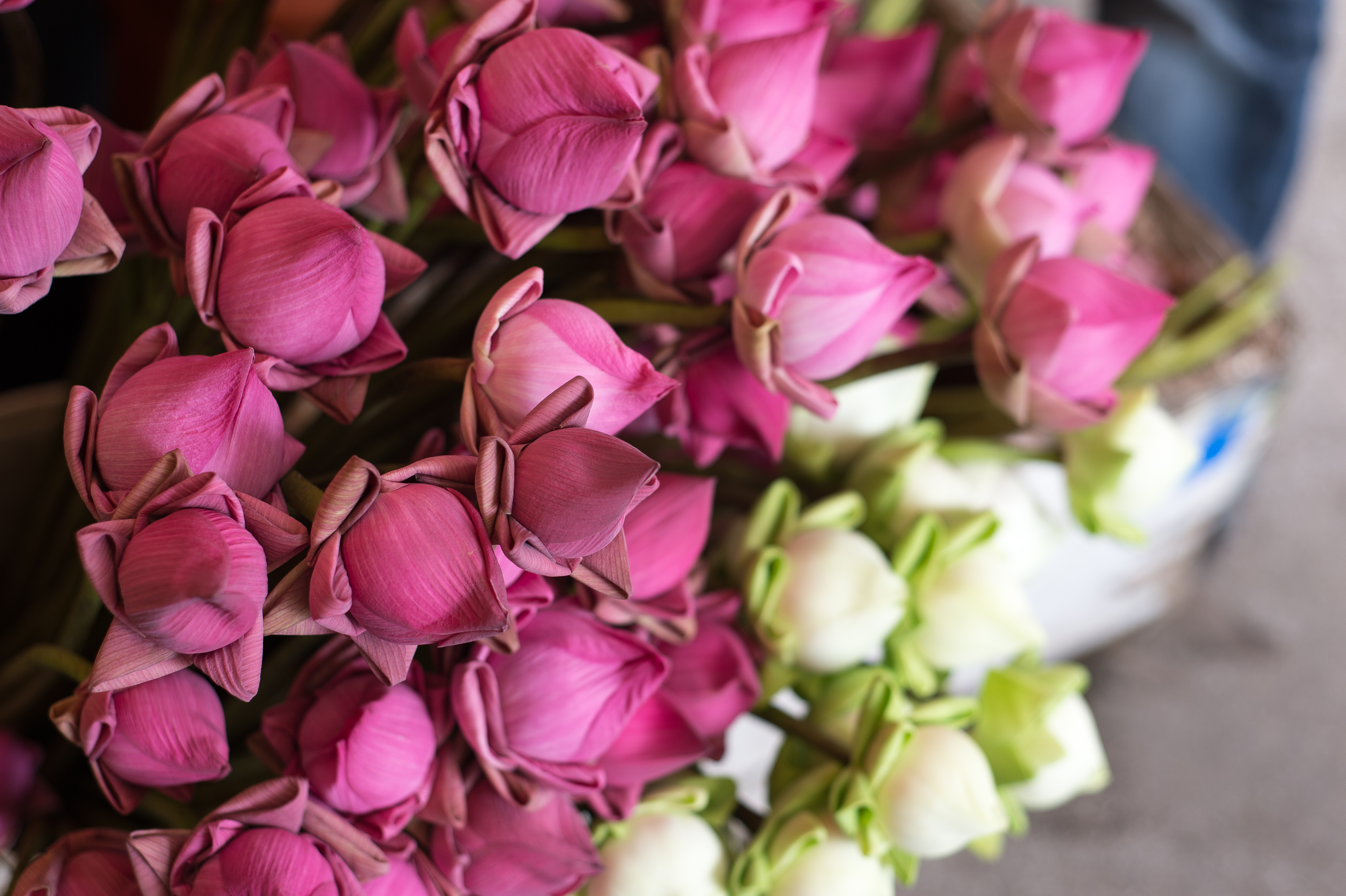 Lotus flowers for sale in Cambodia
