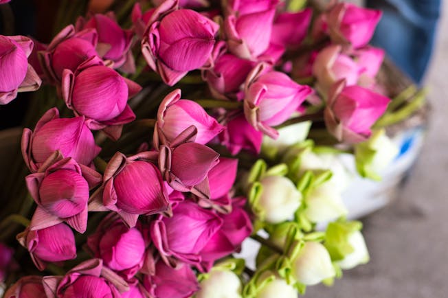 Lotus flowers for sale in Cambodia