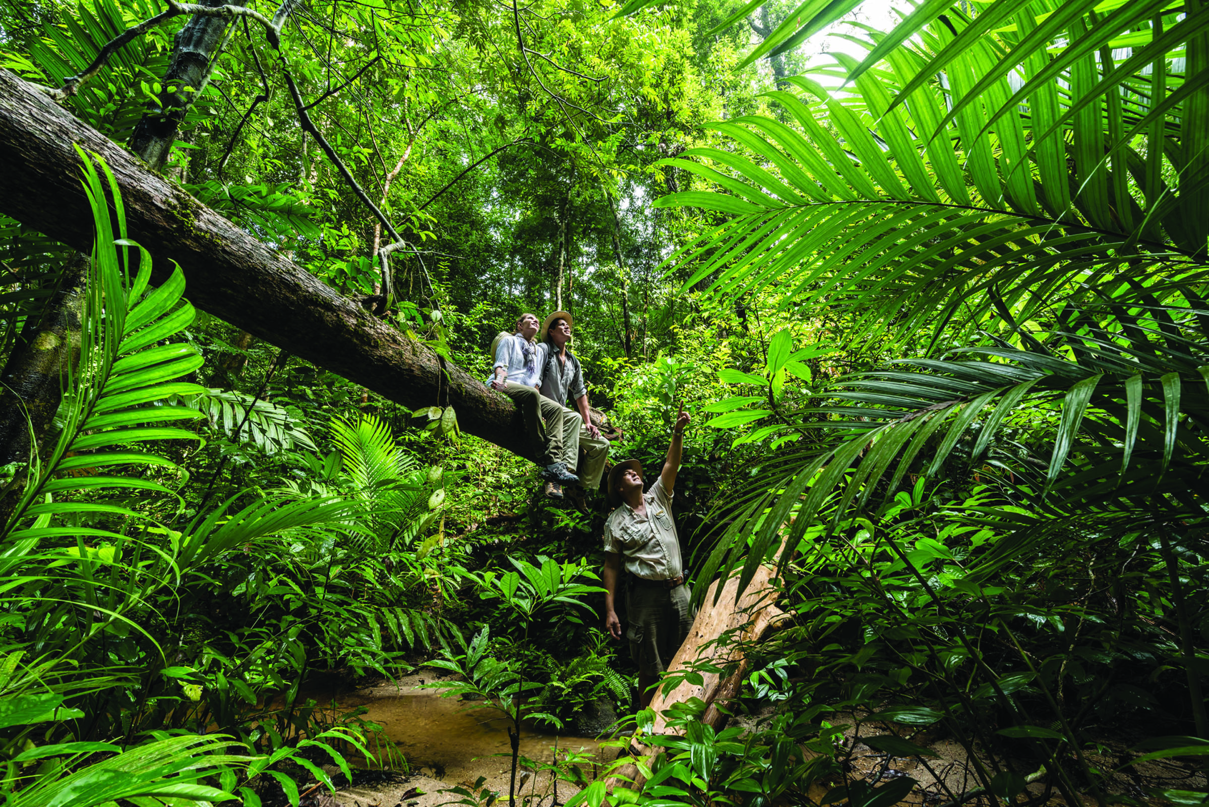 Four Seasons Langkawi Malaysia rainforest trees foliage guided tour of rainforest