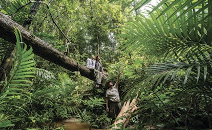 Four Seasons Langkawi Malaysia rainforest trees foliage guided tour of rainforest