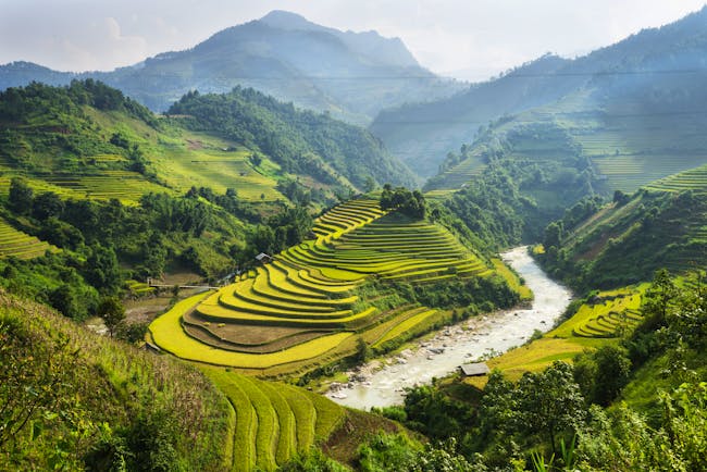 Rice fields in Vietnam, green and yellow fields, trees and mountains in background