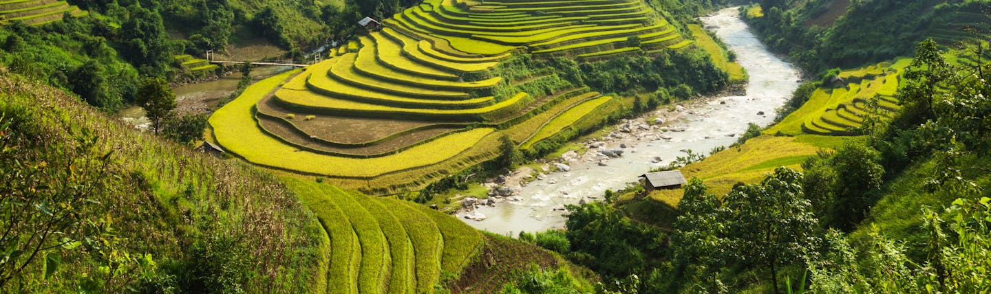 Rice fields in Vietnam, green and yellow fields, trees and mountains in background