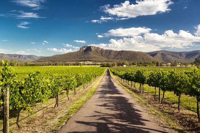 Hunter Valley vineyards mountains in background