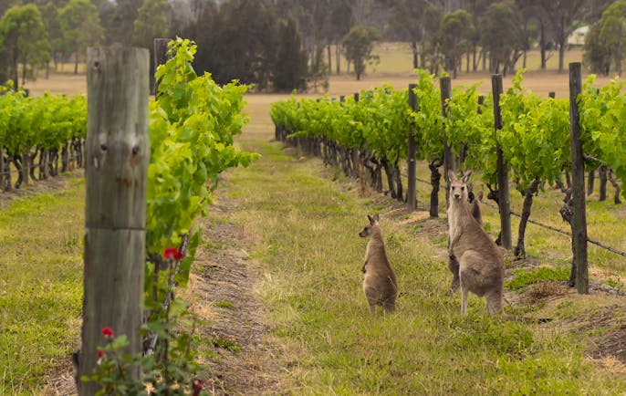 Wild kangaroos in a field in New South Wales, Australia