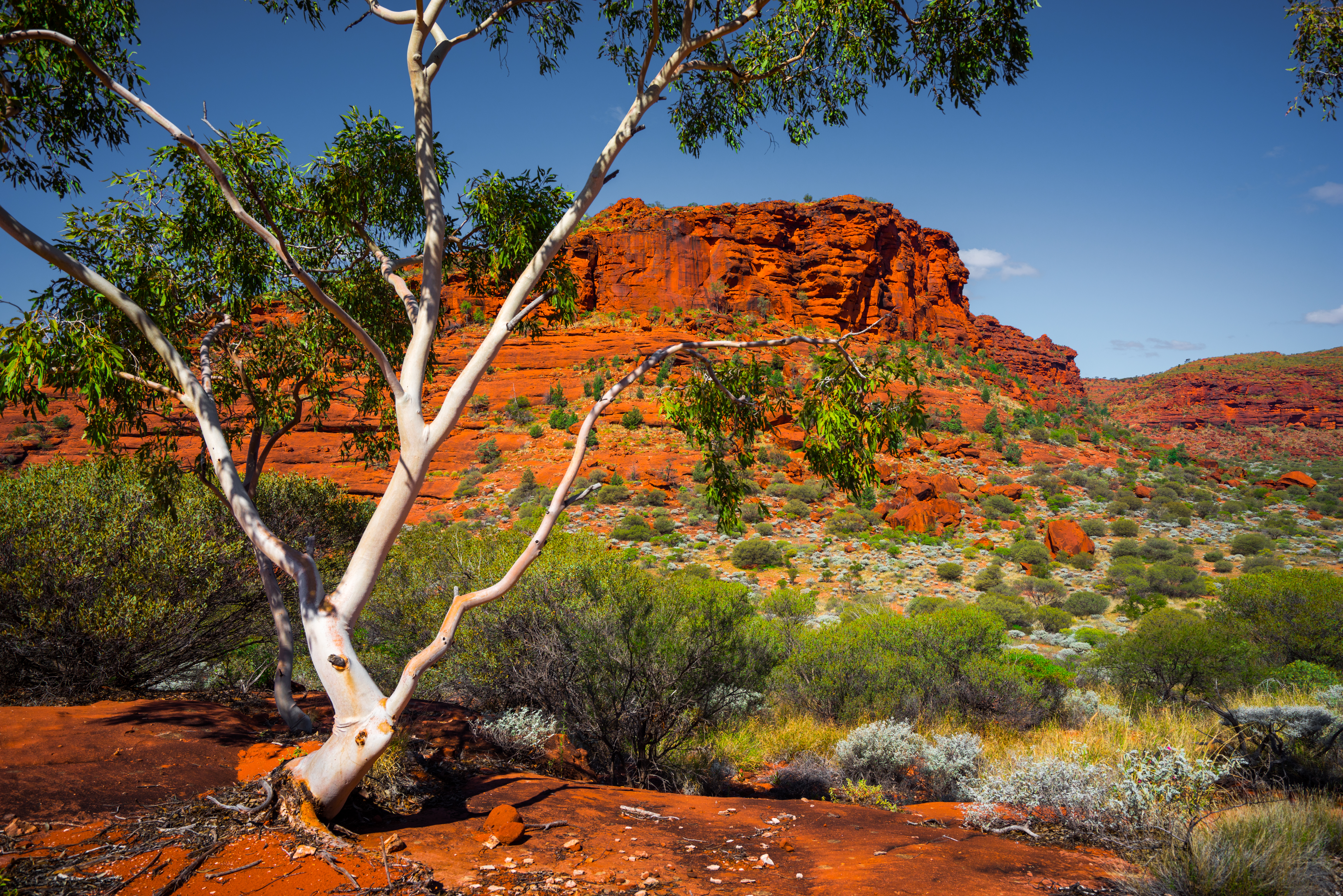 Australian landscape in the Northern Territory, trees, scrub land, mountain in background