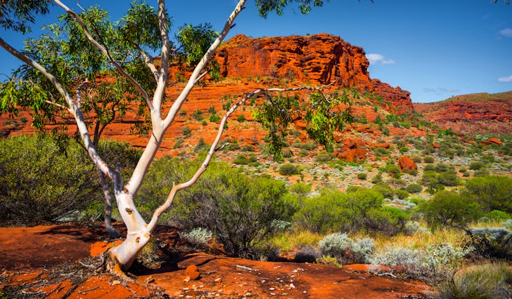 Australian landscape in the Northern Territory, trees, scrub land, mountain in background