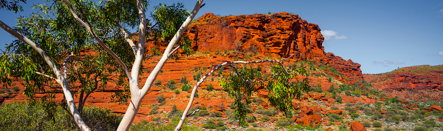 Red sandstone mountain with tree