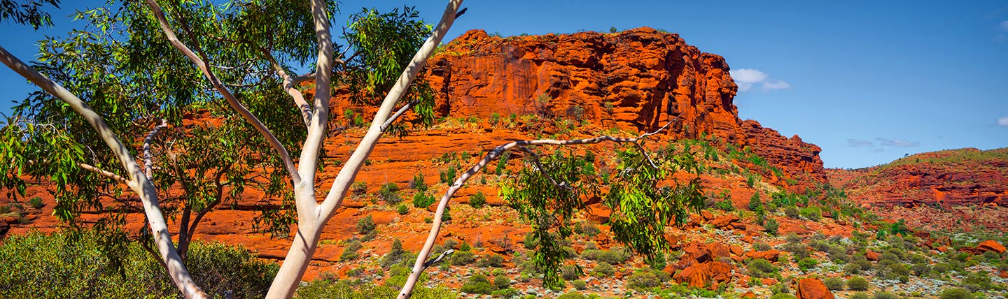 Red sandstone mountain with tree