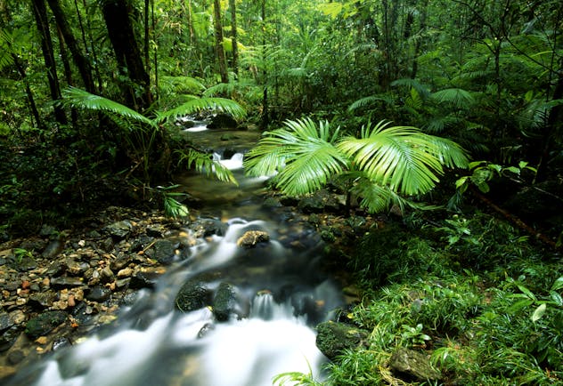 Daintree Forest Queensland, foliage and running river
