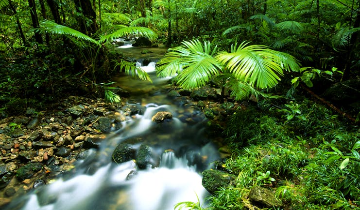 Daintree Forest Queensland, foliage and running river