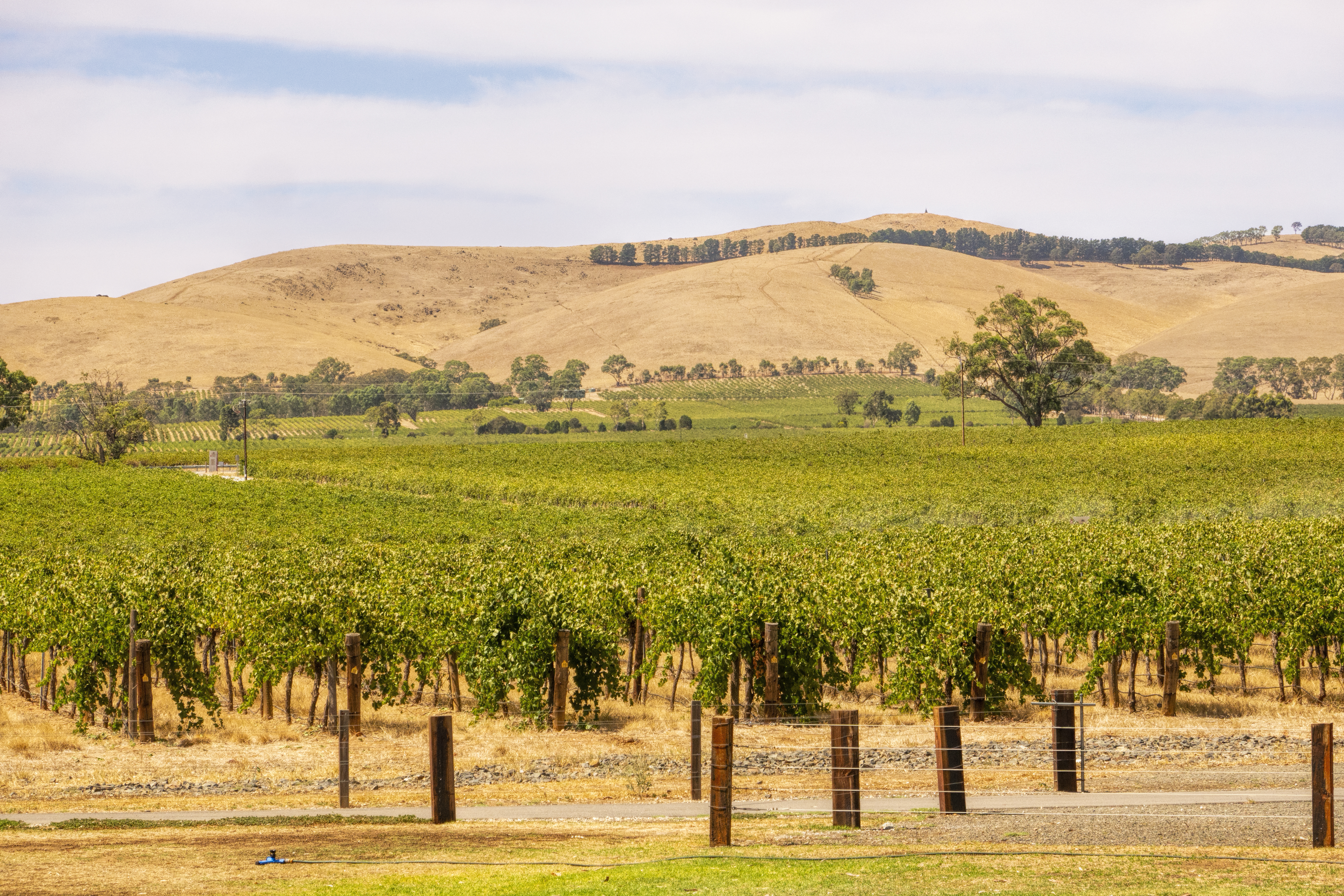 Barossa valley vineyard, South Australia, vine trees, rolling hills in background