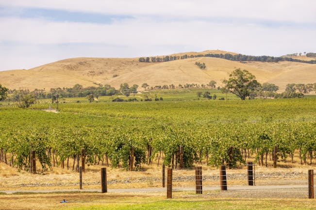 Barossa valley vineyard, South Australia, vine trees, rolling hills in background