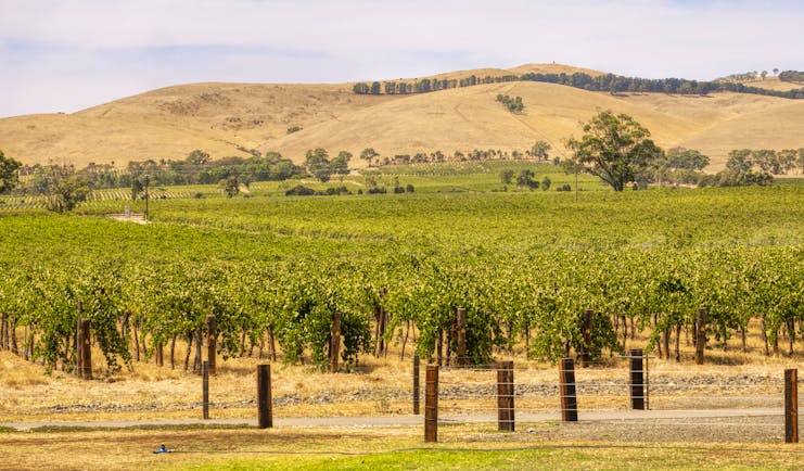 Barossa valley vineyard, South Australia, vine trees, rolling hills in background