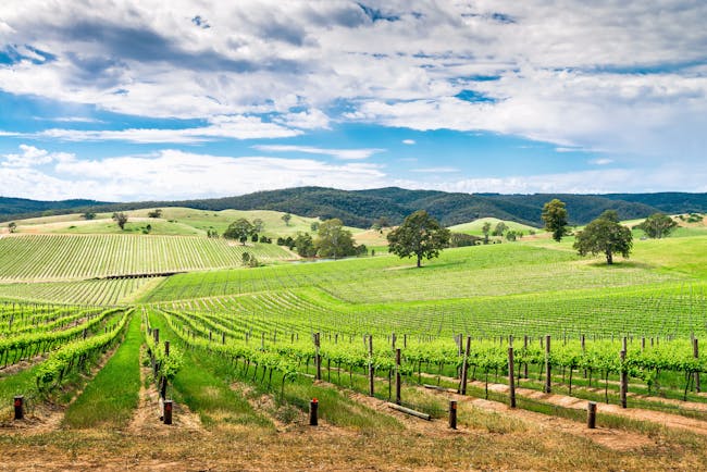 Barossa wine valley, south Australia, lush vineyards, blue skies, nature