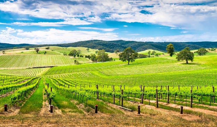 Barossa wine valley, south Australia, lush vineyards, blue skies, nature