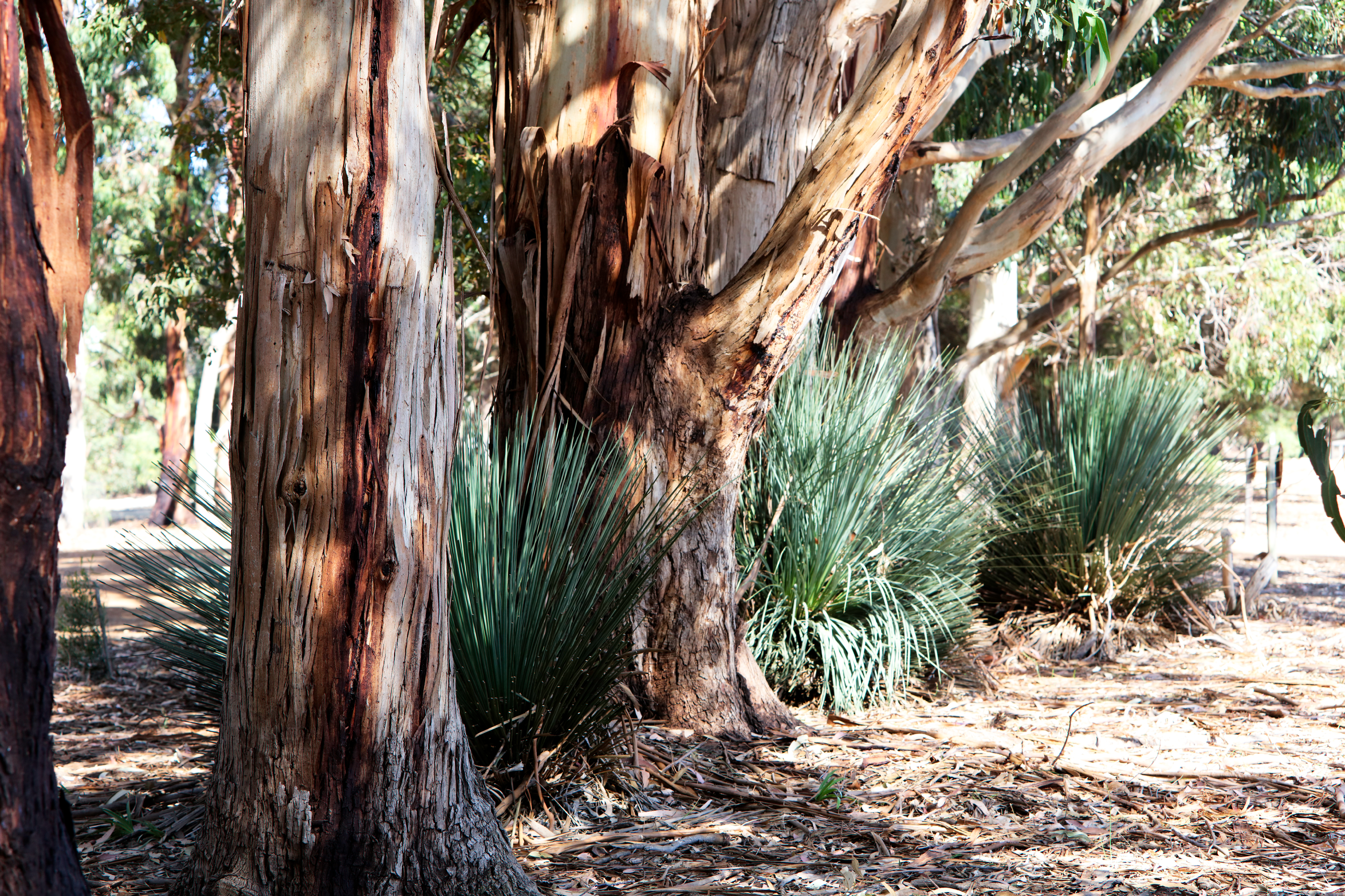Gum tree and grass on Kangaroo Island, South Australia