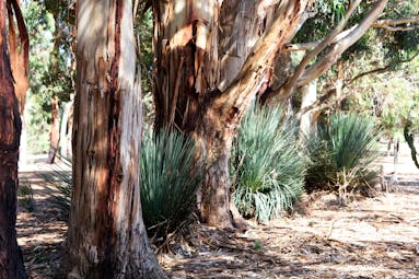 Gum tree and grass on Kangaroo Island, South Australia