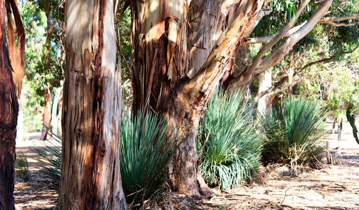 Gum tree and grass on Kangaroo Island, South Australia