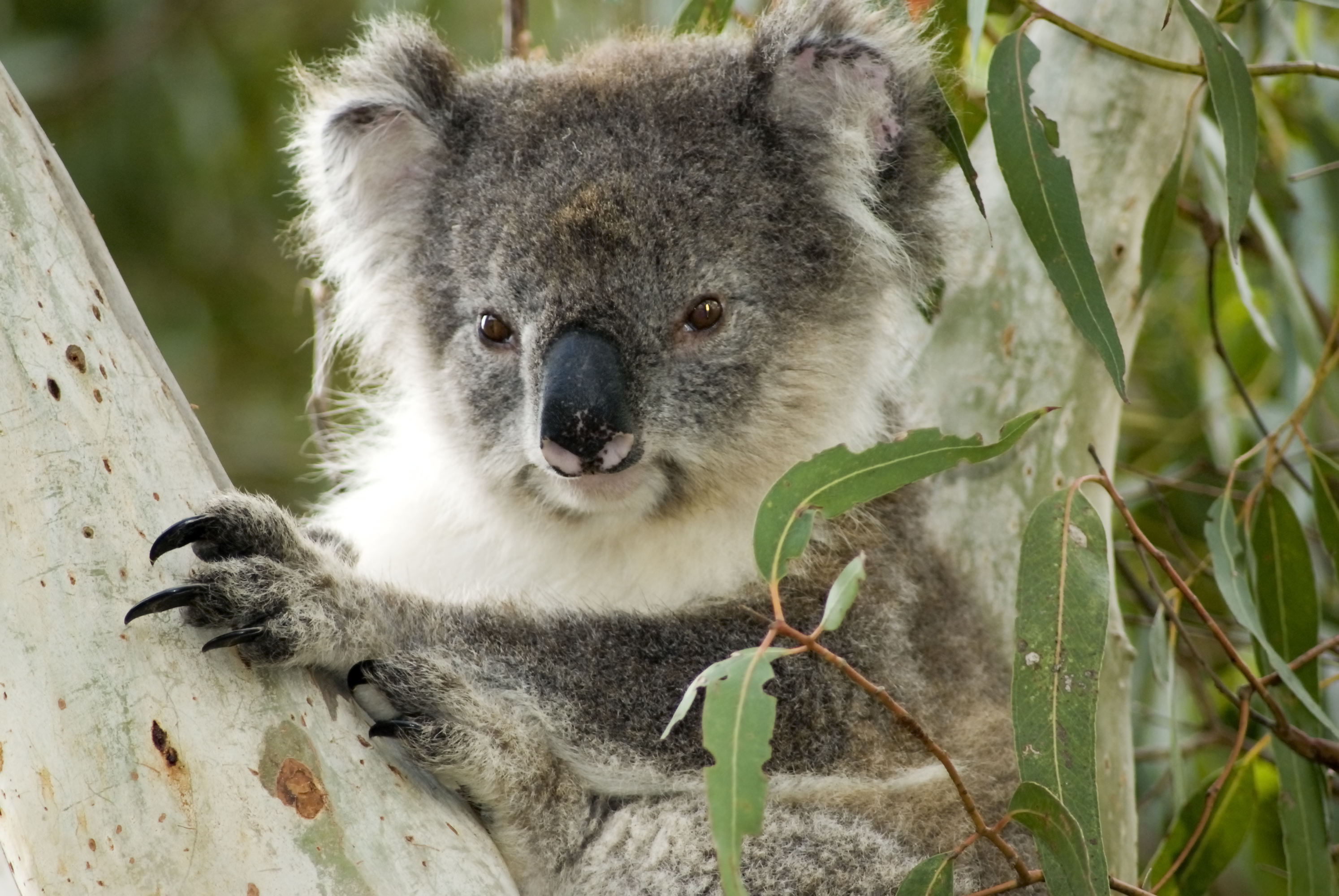 Koala bear in a eucalyptus tree in Australia