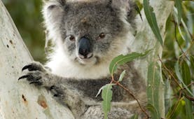 Koala bear in a eucalyptus tree in Australia