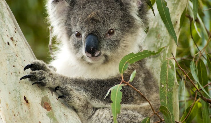Koala bear in a eucalyptus tree in Australia