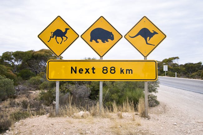 Road sign warning against camels, wombat, kangaroo in Eucla, South Australia