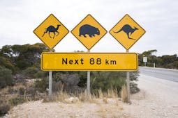 Road sign warning against camels, wombat, kangaroo in Eucla, South Australia