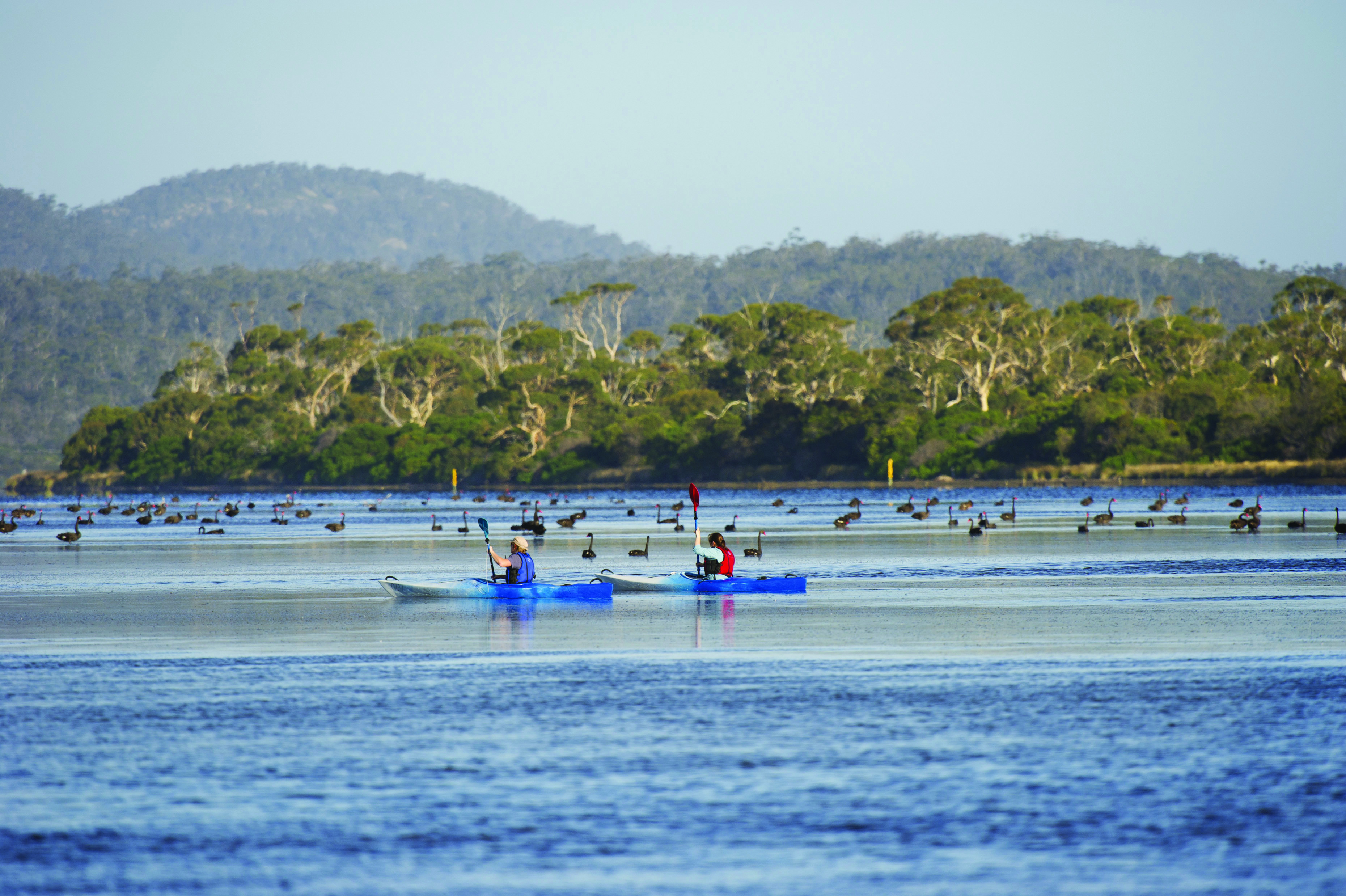 Saffire Freycinet Tasmania kayaking two people kayaking on water with birds