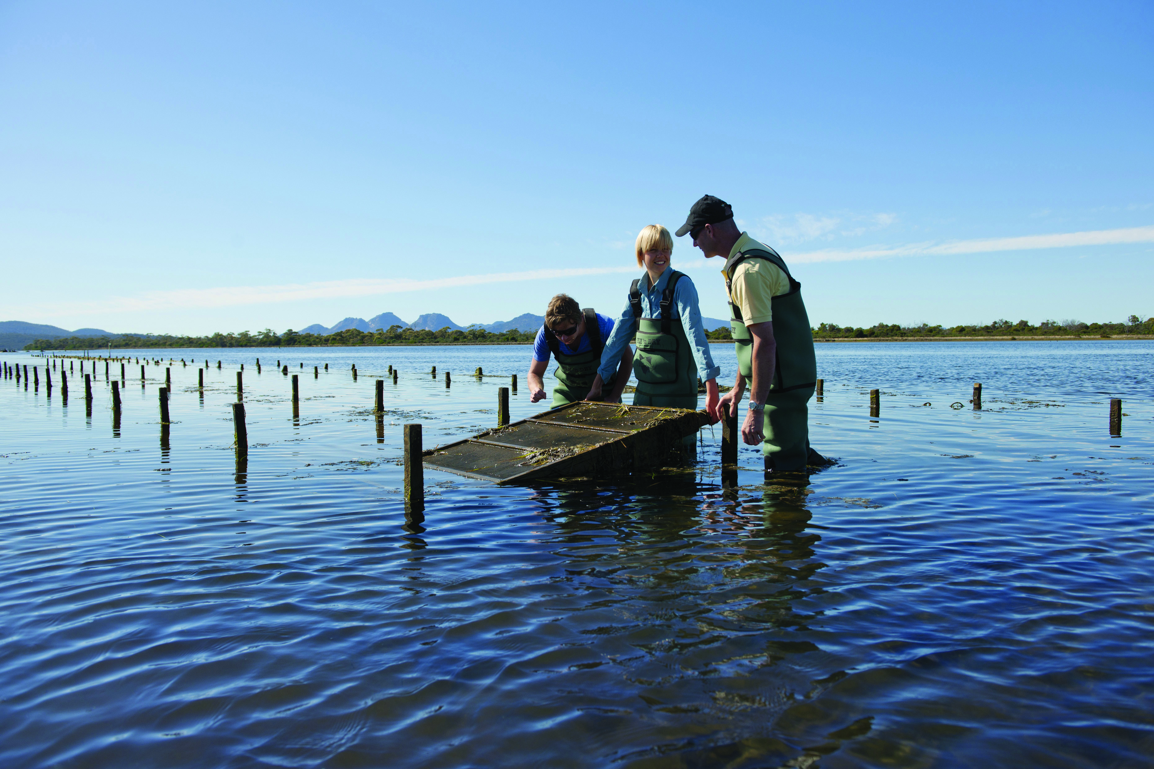 Saffire Freycinet Tasmania nature oysters two men and a women wearing waders in water collecting oysters