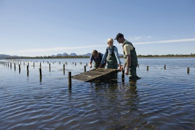 Saffire Freycinet Tasmania nature oysters two men and a women wearing waders in water collecting oysters