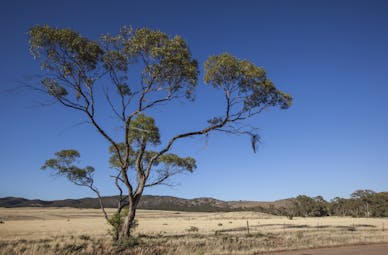 Yarra Valley, Victoria, eucalyptus tree, rural scene