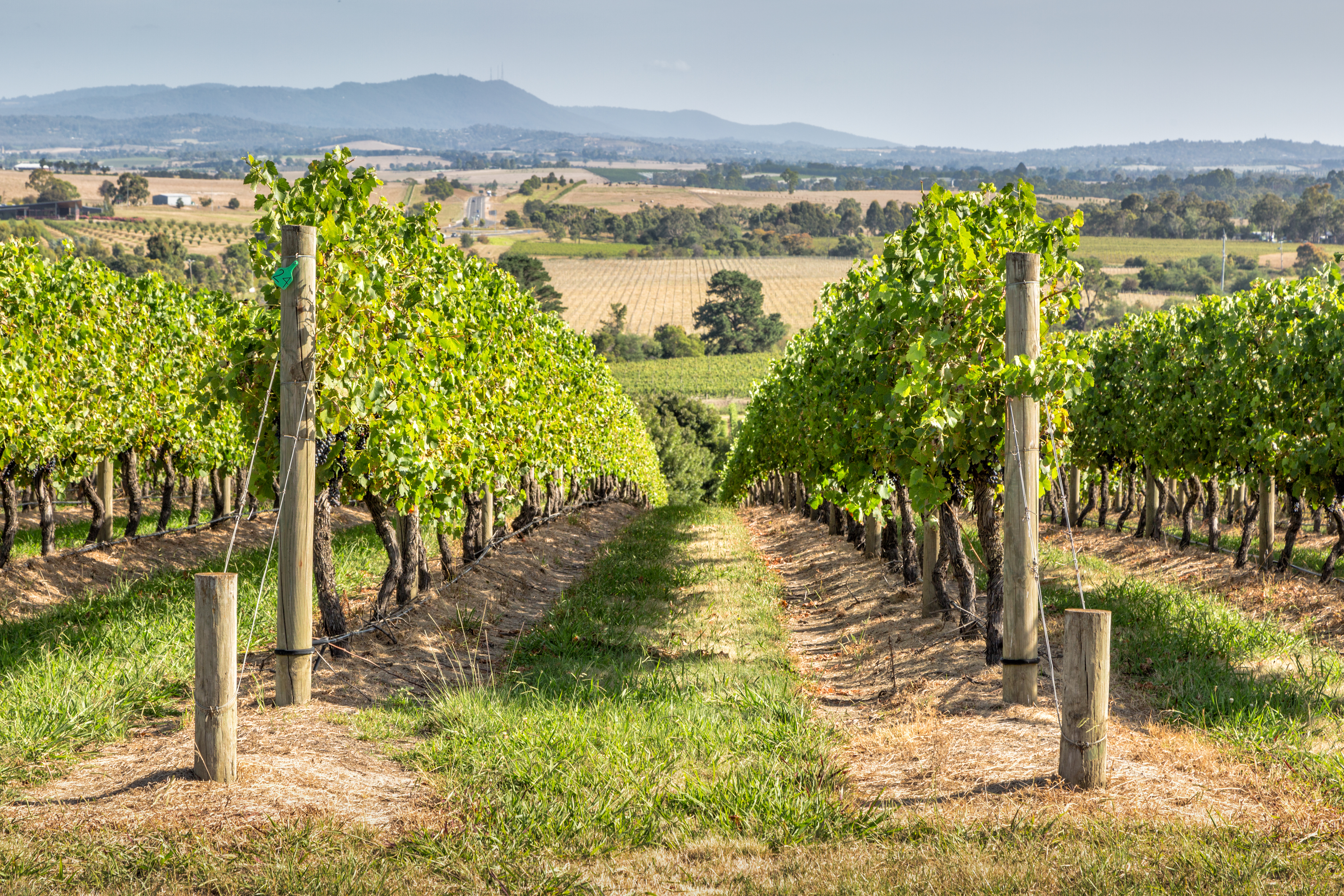Yarra Valley vineyard, Victoria, vine trees, rural landscape