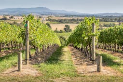 Yarra Valley vineyard, Victoria, vine trees, rural landscape