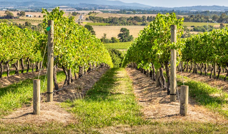 Yarra Valley vineyard, Victoria, vine trees, rural landscape