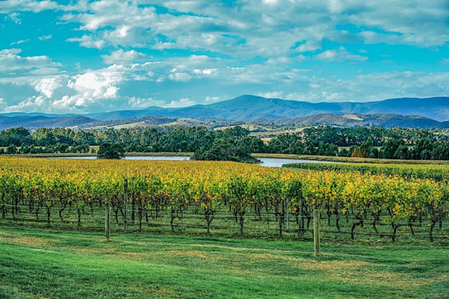 Winery in Yarra Valley, vine trees, rural landscape, mountains and lake in background