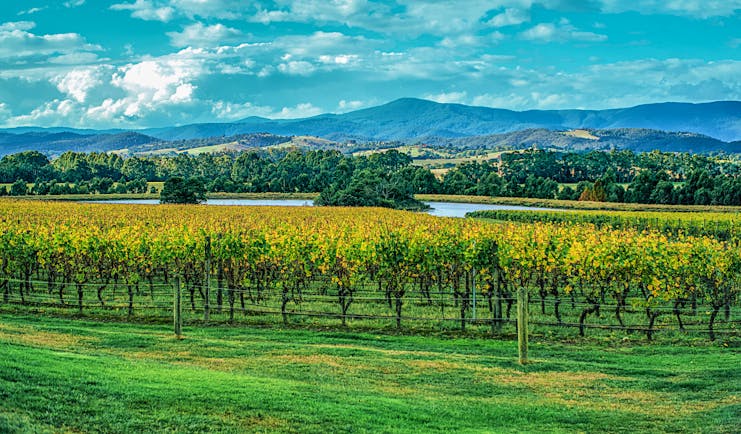 Winery in Yarra Valley, vine trees, rural landscape, mountains and lake in background