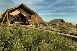 Sal Salis wilderness tent exterior shown in a row of tents with long grass growing outside