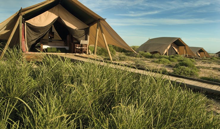 Sal Salis wilderness tent exterior shown in a row of tents with long grass growing outside