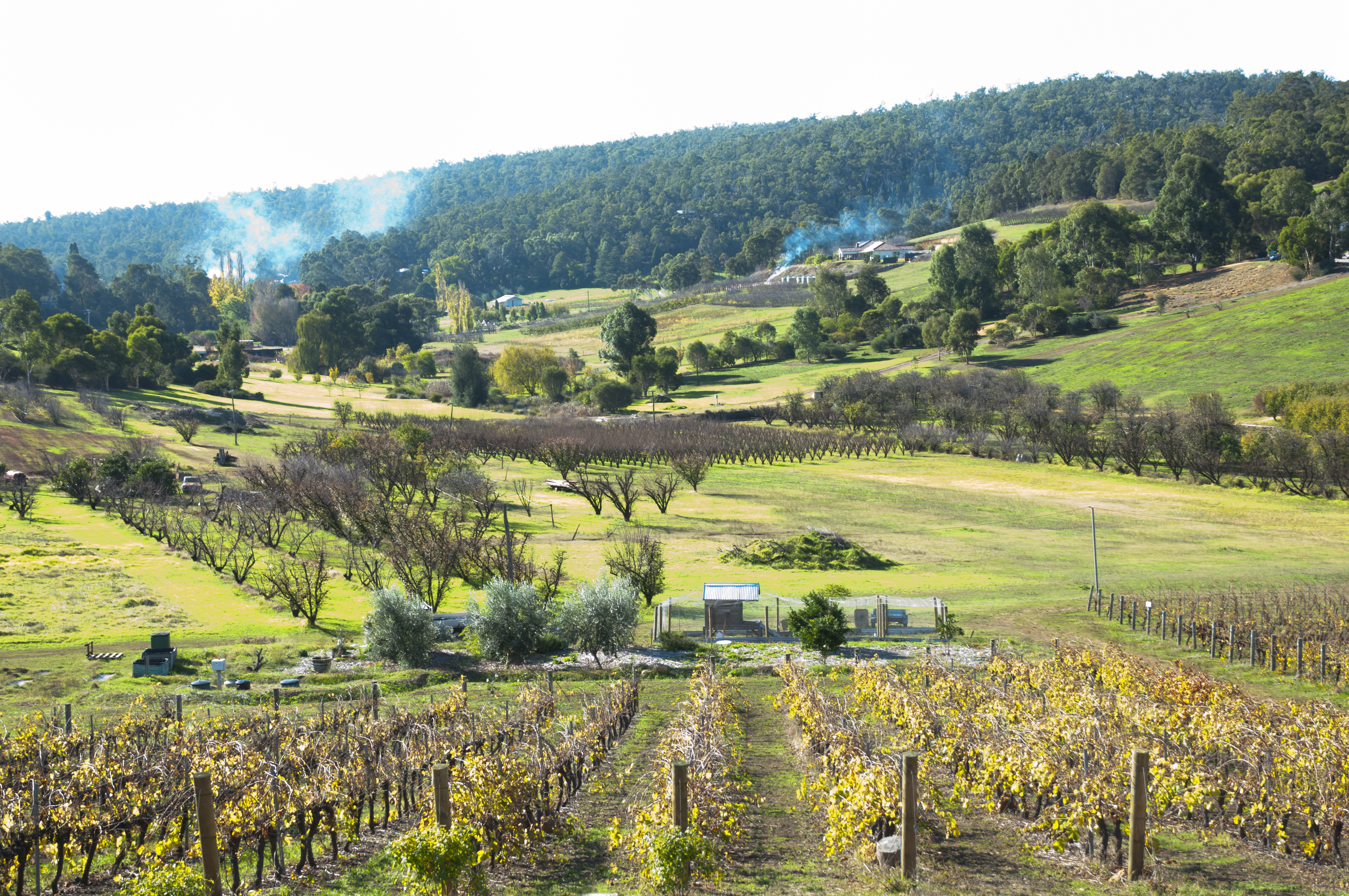 Bickley vineyard, western Australia, vine trees, rural scenic background