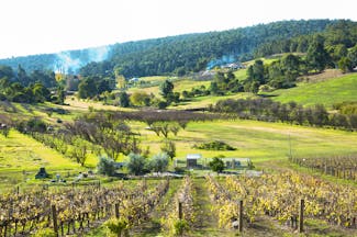 Bickley vineyard, western Australia, vine trees, rural scenic background