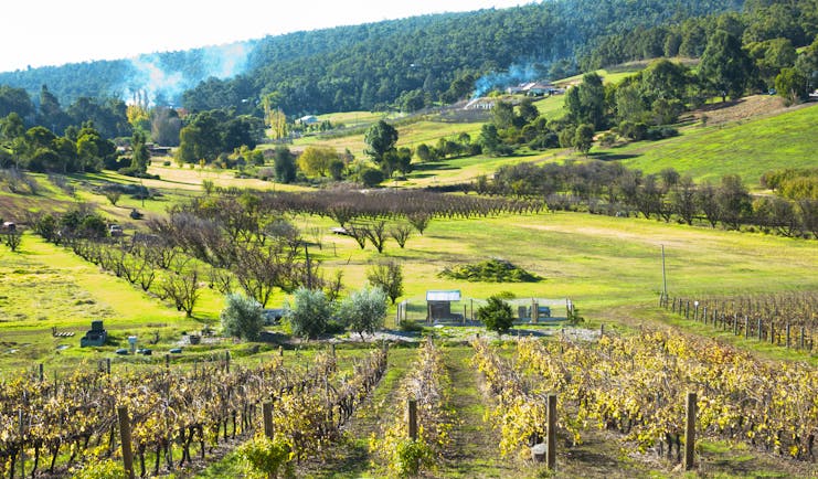 Bickley vineyard, western Australia, vine trees, rural scenic background