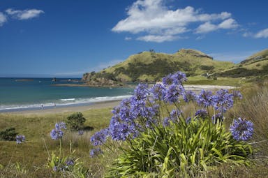 Medlands Beach on Great Barrier Island in Auckland, purple flowers, sand, sea, rugged scenery
