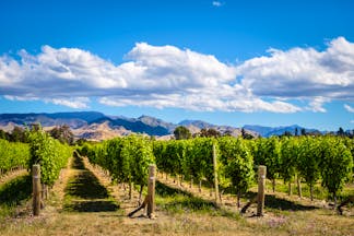 Marlborough Wine Country vineyards, vine trees, mountains in background
