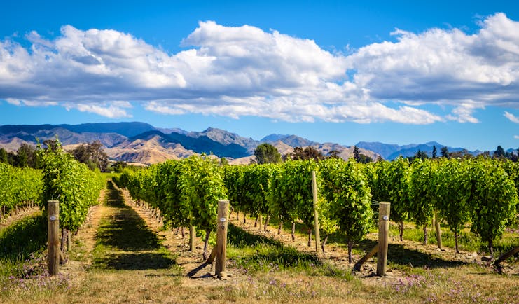 Marlborough Wine Country vineyards, vine trees, mountains in background